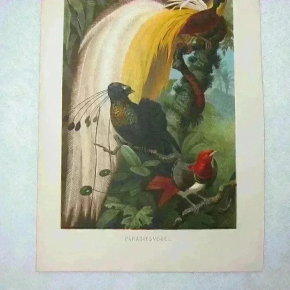 Bird Art Print Lithograph Birds-Of-Paradise Green Yellow White Antique 1882 RARE - Picture 9 of 12